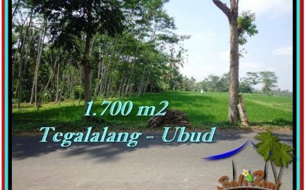 JUAL TANAH MURAH di UBUD 17 Are di Ubud Tegalalang