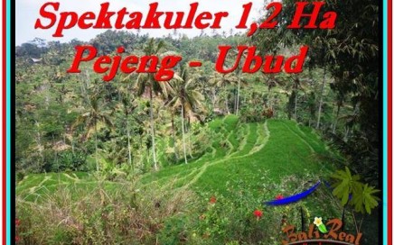 TANAH MURAH JUAL di UBUD BALI 120 Are View Sawah dan Tebing