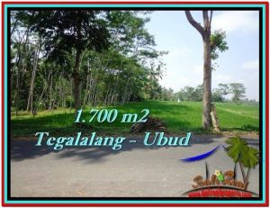 TANAH di UBUD BALI DIJUAL MURAH 1,700 m2 di Ubud Tegalalang