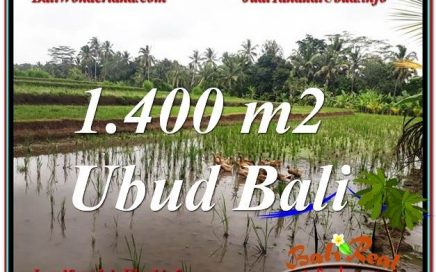 TANAH di UBUD DIJUAL MURAH Untuk INVESTASI TJUB615