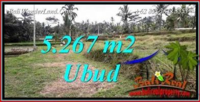 Tanah Murah Dijual di Ubud 5,267 m2 di Ubud Tegalalang